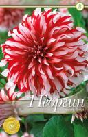 Георгина декоративная Санта Клаус I/К