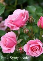 Роза Pink Symphonie