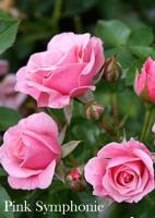 Фото Роза Pink Symphonie