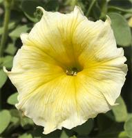 Петуния мультифлора Джоконда Лайм Еллоу, 100шт. Профессиональная упаковка