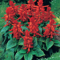 Сальвия Сахара (Профессиональные семена) 1000 штук