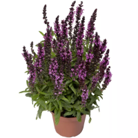 Фото Шалфей пышный Мерло Роуз компакт, Syngenta, фас. 1000