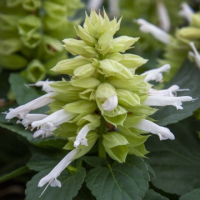 Сальвия Мохаве Вайт, 1000 штук Профессиональная упаковка