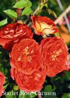 Фото Роза Starlet Rose Carmen