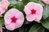 Фото Катарантус ампельный Солар Эваланш Эприкот, Hem Genetics, фас. 1000