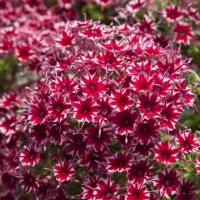 Флокс Друммонда Попстарс Ред, 1000 штук Профессиональная упаковка