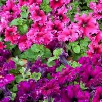 Петуния бахромчатая Эспрессо Фраппе Микс, 100шт. Профессиональная упаковка