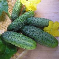 Огурец Ежик F1 ® (10 шт.)