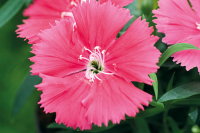 Фото Гвоздика Дивинити F1 Салмон, Hem Genetics, 1000 шт