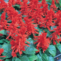 Сальвия Маэстро (Профессиональные семена) 1000 штук