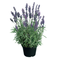 Лаванда Хидкот Блю, Benary, фас. 1000