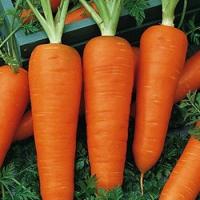 Морковь Шантенэ 2461