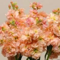 Маттиола Кац Эприкот, 250шт. Профессиональная упаковка