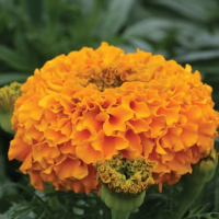 Бархатцы прямостоячие Дюна Оранж, 1000 detailed Профессиональная упаковка