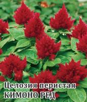 Целозия Кимоно Ред перистая 250 шт.* сер. Профи  Н14 Профессиональная упаковка