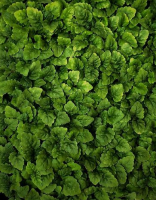 Мелисса лимонная для проращивания