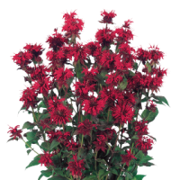 Монарда двойчатая Панорама Ред, Benary, фас. 1000