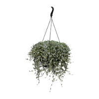 Дихондра Сильвер Сёрфер, Benary, фас. 1000