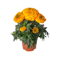 Фото Бархатцы прямостоячие Антигуа F1 Оранж, Syngenta, 5 000шт