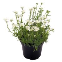 Иберис вечнозеленый Сноу Флурис, Benary, фас. 1000