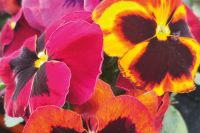 Фото Виола крупноцветковая Селло F1 Сангрия, Hem Genetics, 1000 шт