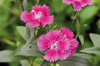 Фото Гвоздика Чиба F1 Виолет, Hem Genetics, 1 000шт