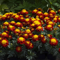 Бархатцы отклонённые Хэппи Спрай, 1000 detailed Профессиональная упаковка