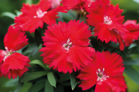 Фото Гвоздика Диана F1 Скарлет, Hem Genetics, фас. 1000