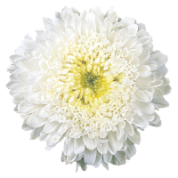 Фото Астра Матадор Вайт, Benary, фас. 1000