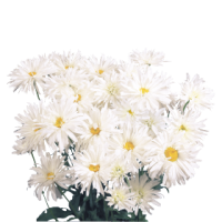 Нивяник махровый Крэйзи Дэйзи, Benary, фас. 1000