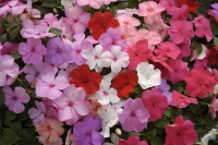 Фото Бальзамин Баланс F1 Микс, Hem Genetics, фас. 1000