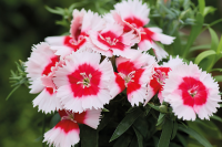 Фото Гвоздика Дивинити F1 Ред Сентеред Вайт, Hem Genetics, 1000 шт
