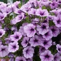Петуния ампельная Опера Лилак Айс, 250шт. Профессиональная упаковка