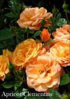 Фото Роза Apricot Clementine