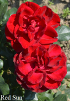 Фото Роза Red Sun