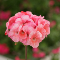 Пеларгония зональная Дивас Распберри Риппл, 100 инкруст. Профессиональная упаковка