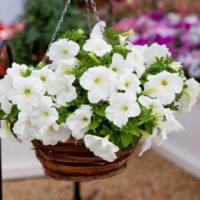 Петуния грандифлора Эспрессо Грандэ Вайт, 100шт. Профессиональная упаковка