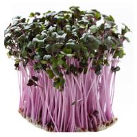 Капуста японская Мизуна Красная для проращивания 
