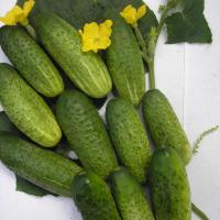 Огурец Дуэт F1 (10 шт.)