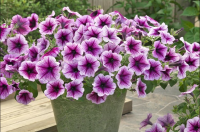 Петуния ампельная Опера Парпл Вейн, Takii Seed, фас.250