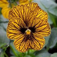 Фиалка рогатая Тайгер Ай Еллоу, 100шт. Профессиональная упаковка