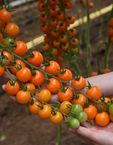 Фото Томат Волшебная арфа F1 (серия Восточ.делик)(А)(ЦВ) 10шт