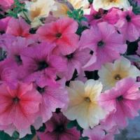 Петуния грандифлора Призм Вэнити Фэйр Микс, 100шт. Профессиональная упаковка