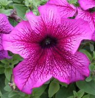 Петуния грандифлора Призм Плам Сандай, 100шт. Профессиональная упаковка