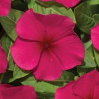 Катарантус Хитвэйв Бургунди, 100шт. Профессиональная упаковка