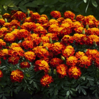 Бархатцы отклонённые Хэппи Хармони, 1000 detailed Профессиональная упаковка