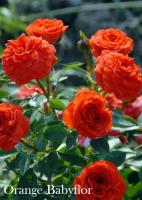 Фото Роза Orange Babyflor