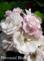 Роза Perennial Blush