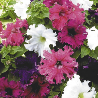 Петуния Фриллитуния Микс, 100шт. Профессиональная упаковка