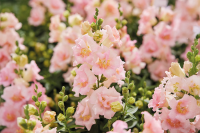 Фото Львиный зев махровый Твинни F1 Эппелблоссом, Hem Genetics, фас. 1000